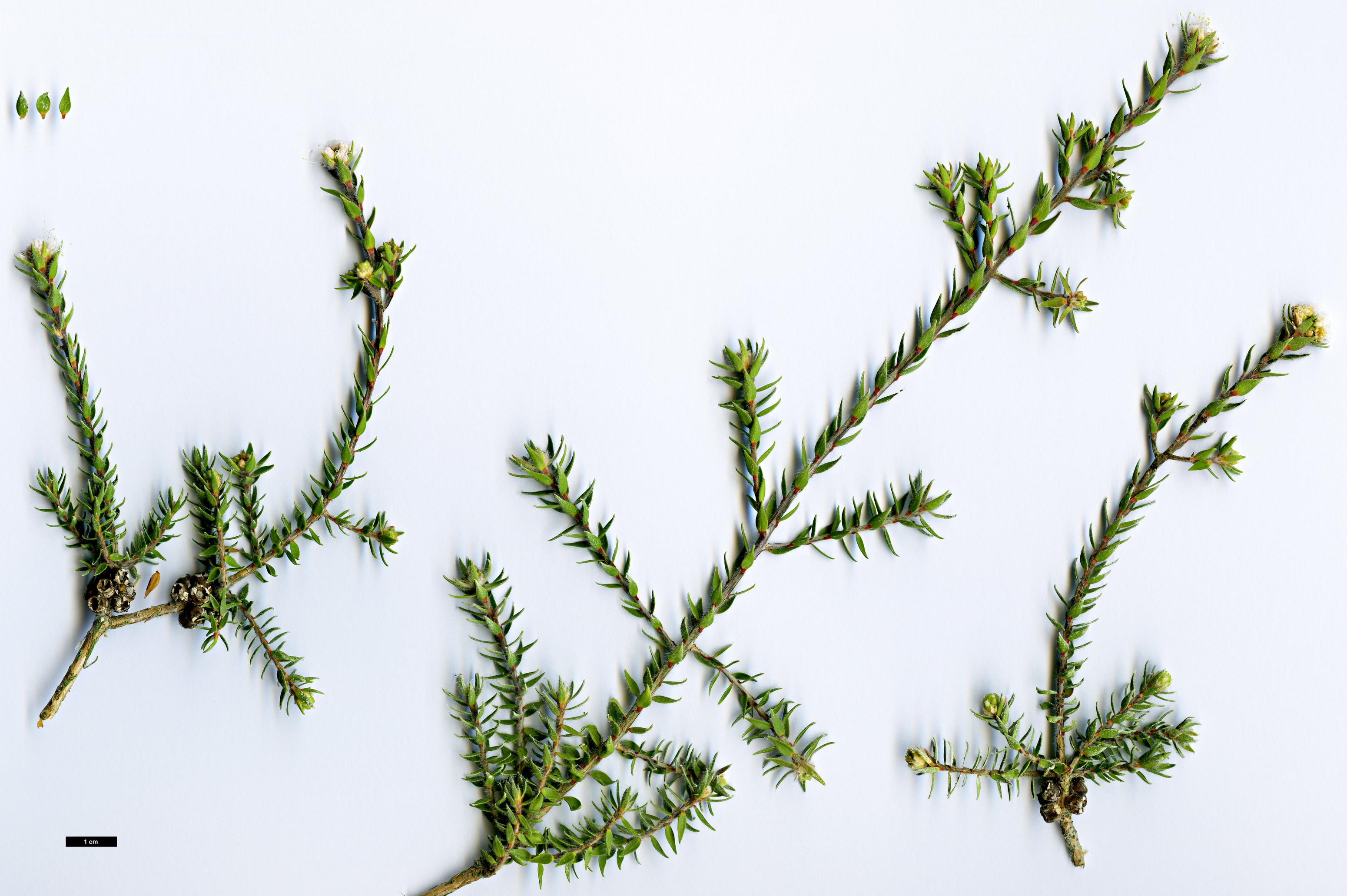 High resolution image: Family: Myrtaceae - Genus: Melaleuca - Taxon: squamea - SpeciesSub: var. alba